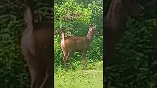 #new #viral #trending #shorts #motivation #dailyvlog #news