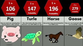 Probability Comparison: Pets | Affection animals