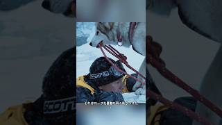 帰りを待つ犬たち#shorts #foryou #fyp #動物プロダクション
