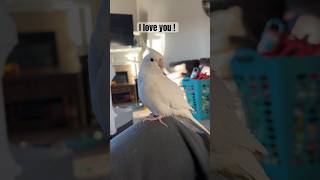 Cockatiel hospitalization update!  #birdlovers #cockatiel #sickbird