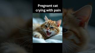 Cute Kitten of Cat takes Revenge for Father #cat #cutecat #catlover