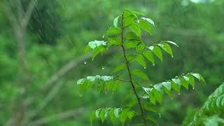 MÚSICA ZEN RELAJANTE PARA REDUCIR LA ANSIEDAD   MÚSICA ANTI ESTRES PARA CALMAR LA MENTE