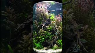 This Aquascape Looks Too Real to Be True! 🌿🐠 #aquariumdesign #shorts