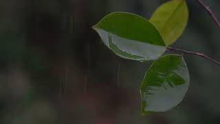 Gentle Piano with Rain Sounds | Relaxing Sleep Music for Healing and Calm