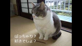 太り過ぎた動物たち15選。太ったけどなぜかかわいいそんなぽっちゃり動物たち動画集