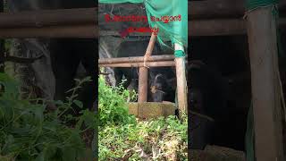 #buffalo #buffalobills #buffaloes #buffaloforsale #buffalovideo #buffalodairyfarm #viralvideo #viral