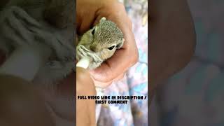 Baby Squirrel