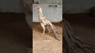 Universal king 👑 | #parrotbeaktempertailaseelmurga #nativebreeds #shorts #viral