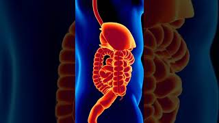 How Do Digestive Problems Happen? 🤔#DigestiveHealth #GutHealthSupport #BloatingRelief