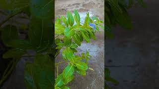 The sound of rain that makes you forget your fatigue🌱Just listen to the sound of rain for a moment 😴