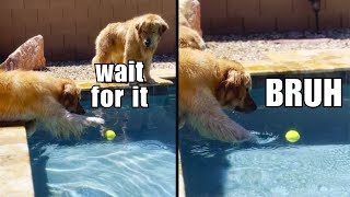 Golden Retrievers vs Floating Ball