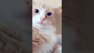 Kucing Lucu part 4 #kucinglucu #kucing #kucingpintar #kucingcomel #lucu #lucuabis #lucungakak