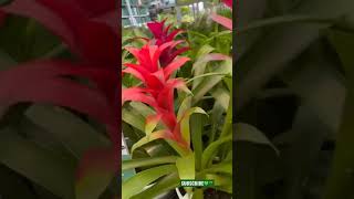 #exotic accents 💚💕 #flowers #shorts #exoticflowers 💕❤️💕