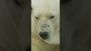 Polar Bear Fur  The Transparent Truth!