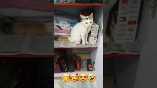 うちの猫が何かをチェック中 #おすすめ動画 #猫 #youtube検索 #shortsfeed