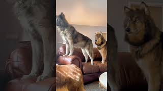 #CuddlyCutiesClub #animals #pets #animalsaddict