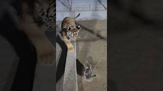 Little Cat have No Fear from Tiger 🤣 | Nouman Hassan |