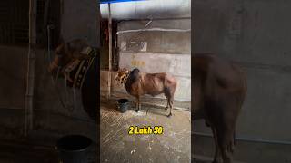 Bhai Koto Nilo 2024 | Gabtoli Hat | Part:11 #shorts #viral