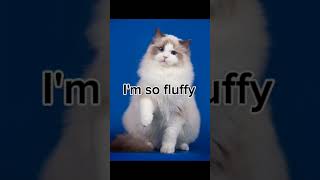 STOP ANIMAL ABUSE#abuse#stop#animals#animalabuse