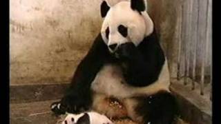 panda baby