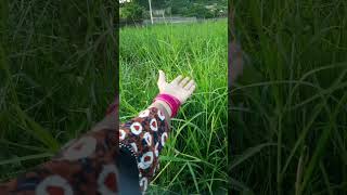 কাঁচের চুড়ি সে তো এক অন্যরকম ভালোবাসা #shorts #churi #valobashar_golpo #tumiamar #love #lovesong