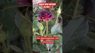 Black RosE Mother Plant Rs.150/- Home Delivery #homedelivery #trendy #rosecaring #blackrose
