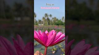 Floating Lilies, still hearts -Malaraikkal,Kottayam #kottayamdiaries #viralvideo #incredibleindia