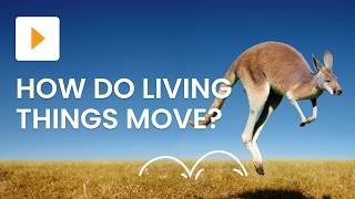 動物や小型動物の動き | 科学 | ClickView