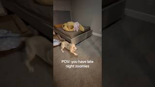 When we play with her at night, she always gets the zoomies!