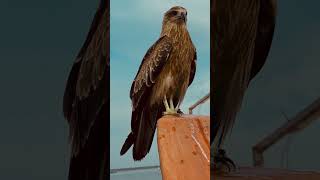 Soar High, Learn Like Eagles#EagleMindset #viralvideo  #LifeLessonsFromEagles #MotivationalJourney