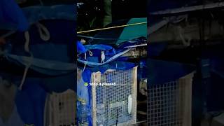 Funny frog 🐸 #funny #funnypets #animals #usa #cute #frog #funnyvideos #viral