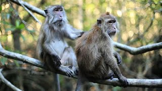WILD Life|island monkey short funny clip 2021. Monkey best movements with best bachground music