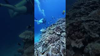 🌊 Fishes and Scuba Diving – Discover the Ocean’s Beauty Beneath the Waves 🐠🤿