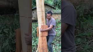 इस पेड़ की छाल को सारी दुनिया के लोग खाते हैं। cinnamon farming | दालचीनी की खेती, दालचीनी कैसे बनती