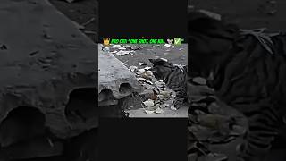 “Noob tries… Pro applies 😎🔥”#NoobVsPro #CatFails #SavageCat #Funnyshort #AnimalComedy