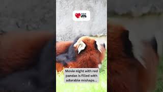 Red Pandas' Movie Night Mishaps! 🎬🦝