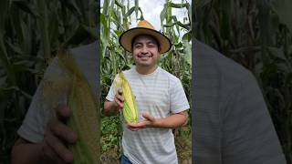 Ya comieron elotes? | Temporada de elotes #guatrmala🇬🇹 #elotes #cosecha #campo #israelvlogs