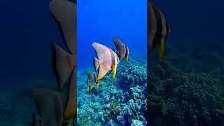 Ever seen a rainbow underwater? #UnderwaterParadise #viralshort