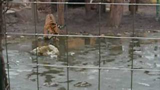 Tiger and Ice