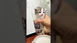 This Kitten Has Found You😻💕#cute #kitten #cat #meow #kitty #kittens #funny