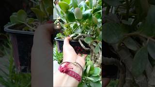 How to grow kalancho plant in mini basket 🧺#kalanchoe#houseplants #youtubeshorts #shorts i#basket