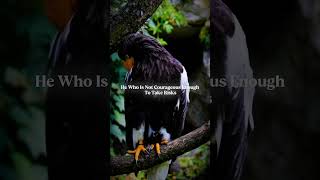 He who is not courageous enough to take risks... #motivationalquotesdaily #eagles #quotes