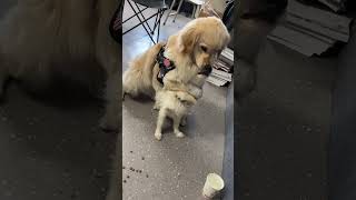 Funny golden retriever