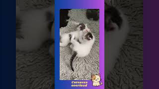 kitties playing Cuteness overload kitties #shorts #catshort #animesounds