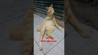 🥰kucing santai habis buka puasa 🥰