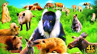Rdk Sumon 4K | Calming Sounds & Bird Ambience | Forest Animals Life 