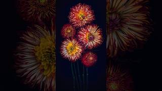 Fine Art Flower Photography 📸🌸🖼️