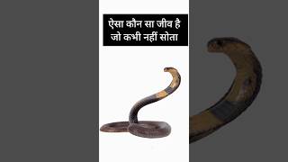 Amazing GK Facts || General Knowledge Shorts 2025 #reels #youtube #facts #shorts