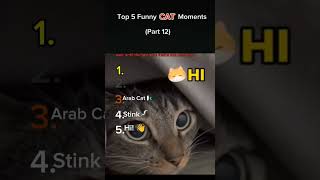 Top 5 Funny Cat Moments 😂 | Cats 2025 Part 12