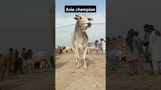 #sultan #rustum #animalkingdom #bull #bareedar #butiful